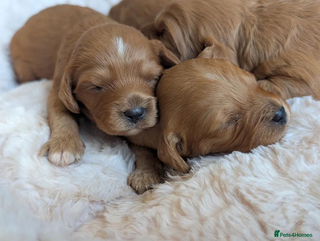 Cavapoo dogs for sale: 🌟 F1 Cavapoo Puppies –  Health Tested Parents in Wisbech - Advert 1