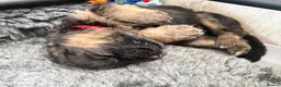 German Shepherd dogs for sale: German Shepherd Stunning Litter! - Advert 13
