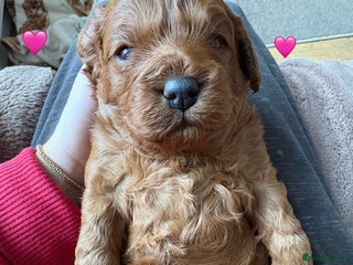 Cavapoo dogs - Advert 31