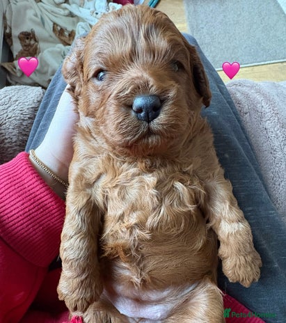 Cavapoo dogs - Advert 8