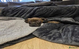 Mixed Breed dogs for sale: ROXY CUTE FAMILY DOG - Image 3