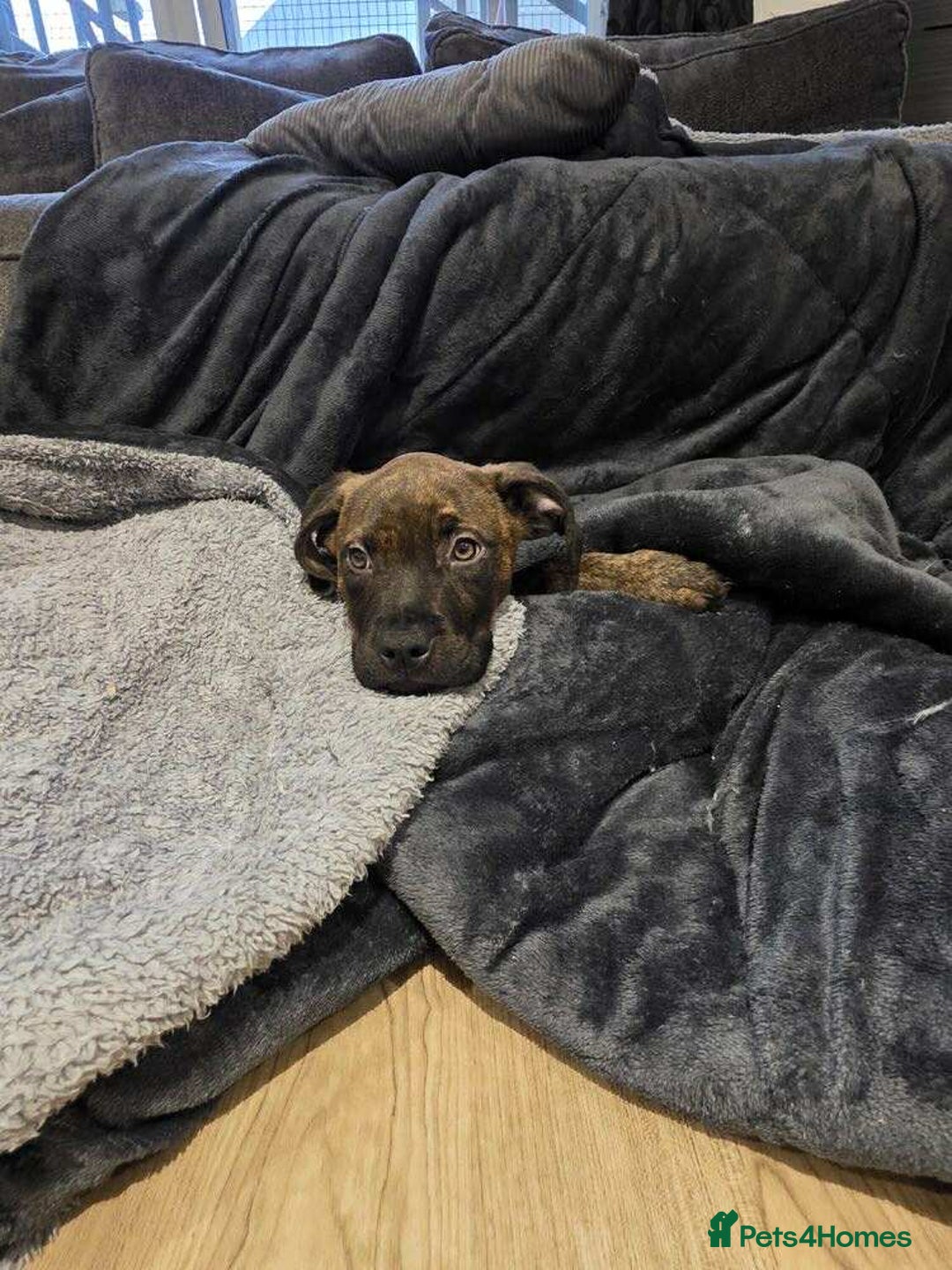 Mixed Breed dogs for sale: ROXY CUTE FAMILY DOG - Image 3