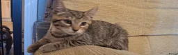 Mixed Breed cats for sale: Part Bengal Kittens - Advert 6