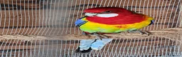 Parakeets birds for sale: A Pair of Eastern Rosellas  - Advert 1