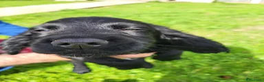 Cocker Spaniel 1