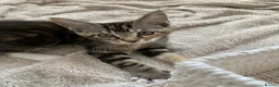 Mixed Breed cats for sale: READY TO GO !!! Mixed breed Maine Coons  in Hull - Advert 4