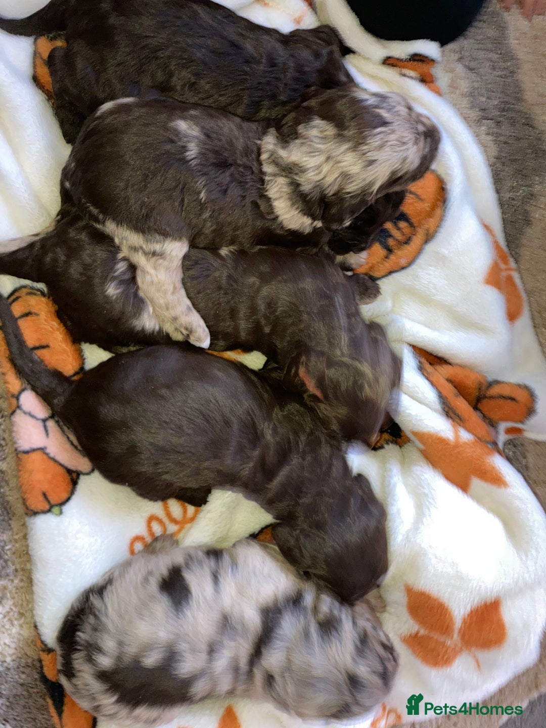 Cockapoo dogs for sale: Merle Cockapoos - Image 11