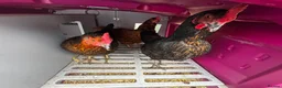 Chickens poultry for sale: 3 hens for sale - Advert 2