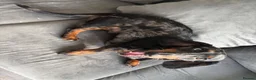 Dachshund dogs for sale:  3YearOld Well Behaved Boy Needs Loving Home in Stevenage - Advert 1