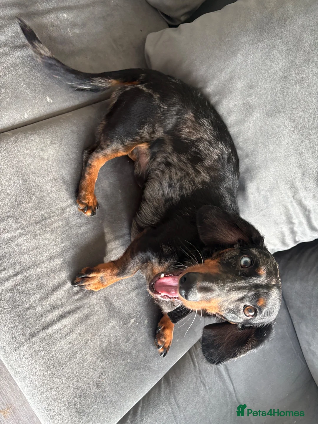 Dachshund dogs for sale:  3YearOld Well Behaved Boy Needs Loving Home in Stevenage - Advert 1