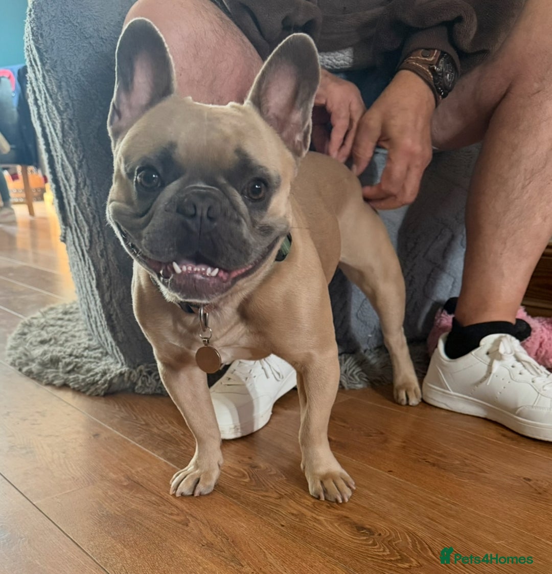 French Bulldog dogs for sale: Bailey - Image 2
