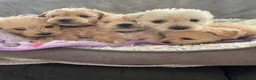 Westiepoo dogs for sale: Beautiful westiepoo puppies  - Advert 10