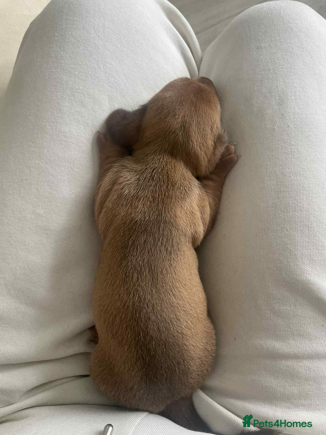 Dachshund dogs for sale: Dachshund tweenies for sale - Image 38