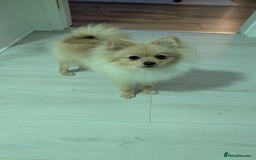 Pomeranian dogs for sale: Pomeranian 6 months old cute puppy  - Image 5