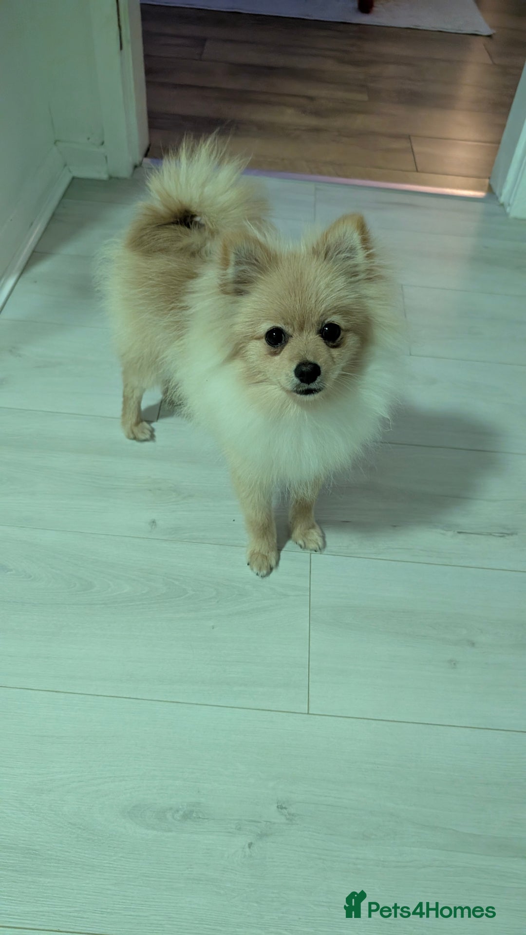 Pomeranian dogs for sale: Pomeranian 6 months old cute puppy  - Image 5