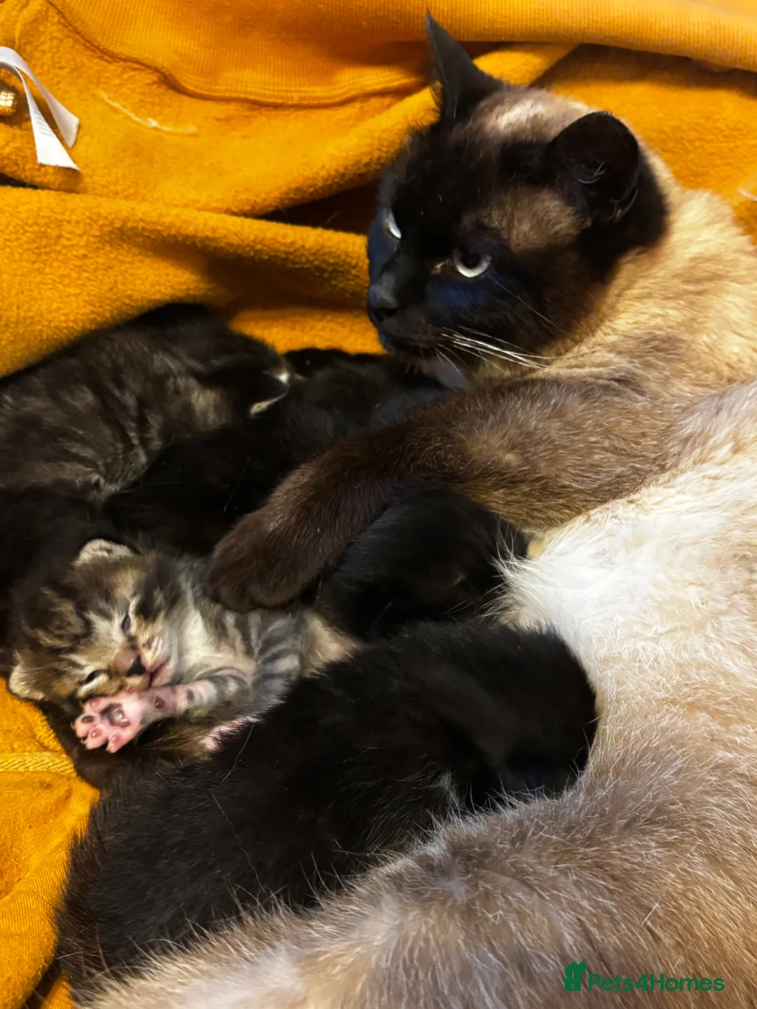 Mixed Breed cats for sale: Half Siamese kittens  - Advert 1