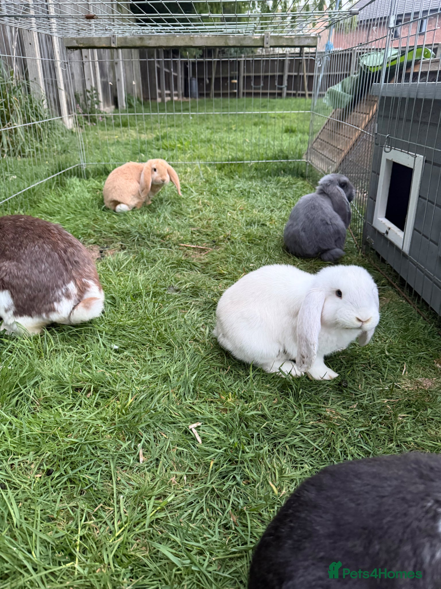 French Lop rabbits for sale: Giant French lops  - Advert 1