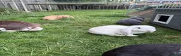 French Lop rabbits for sale: Giant French lops  - Advert 1