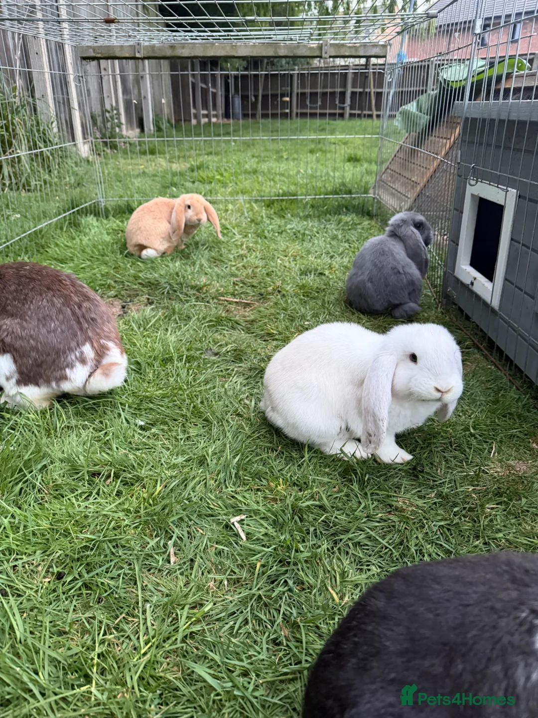 French Lop rabbits for sale: Giant French lops  - Advert 1