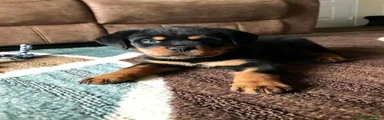 Rottweiler 2