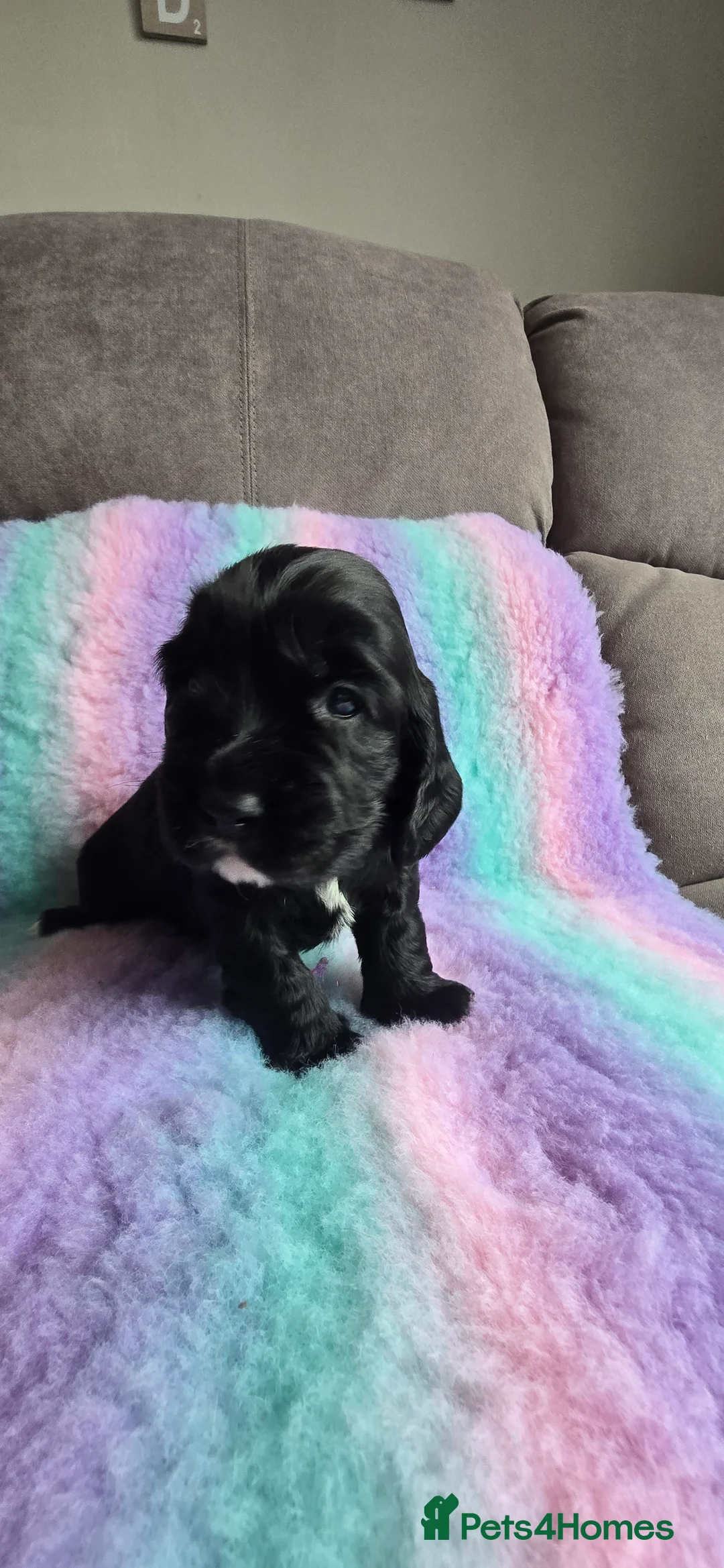 Cocker Spaniel dogs for sale:  4 x MALE Cocker Spaniel puppies  - Advert 10