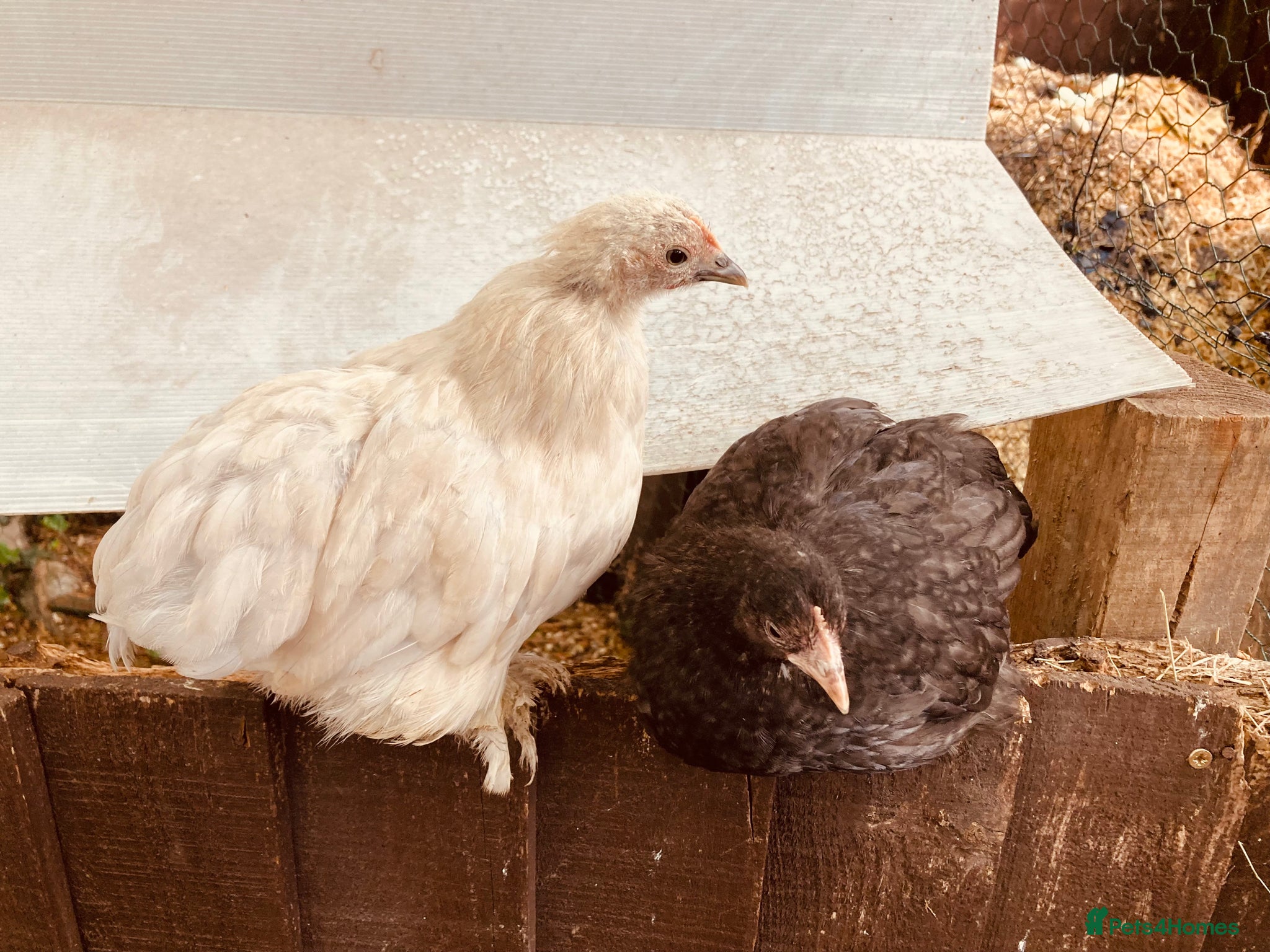 Chickens poultry for sale: Six pekins (mixed colours and ages) in Tipton - Advert 10