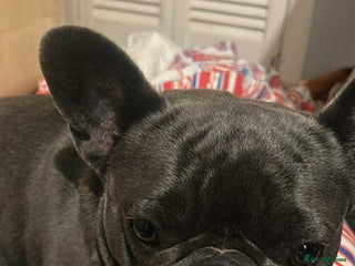 French Bulldog dogs - Advert 10