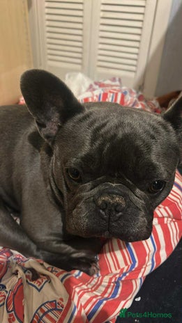 French Bulldog dogs - Advert 11