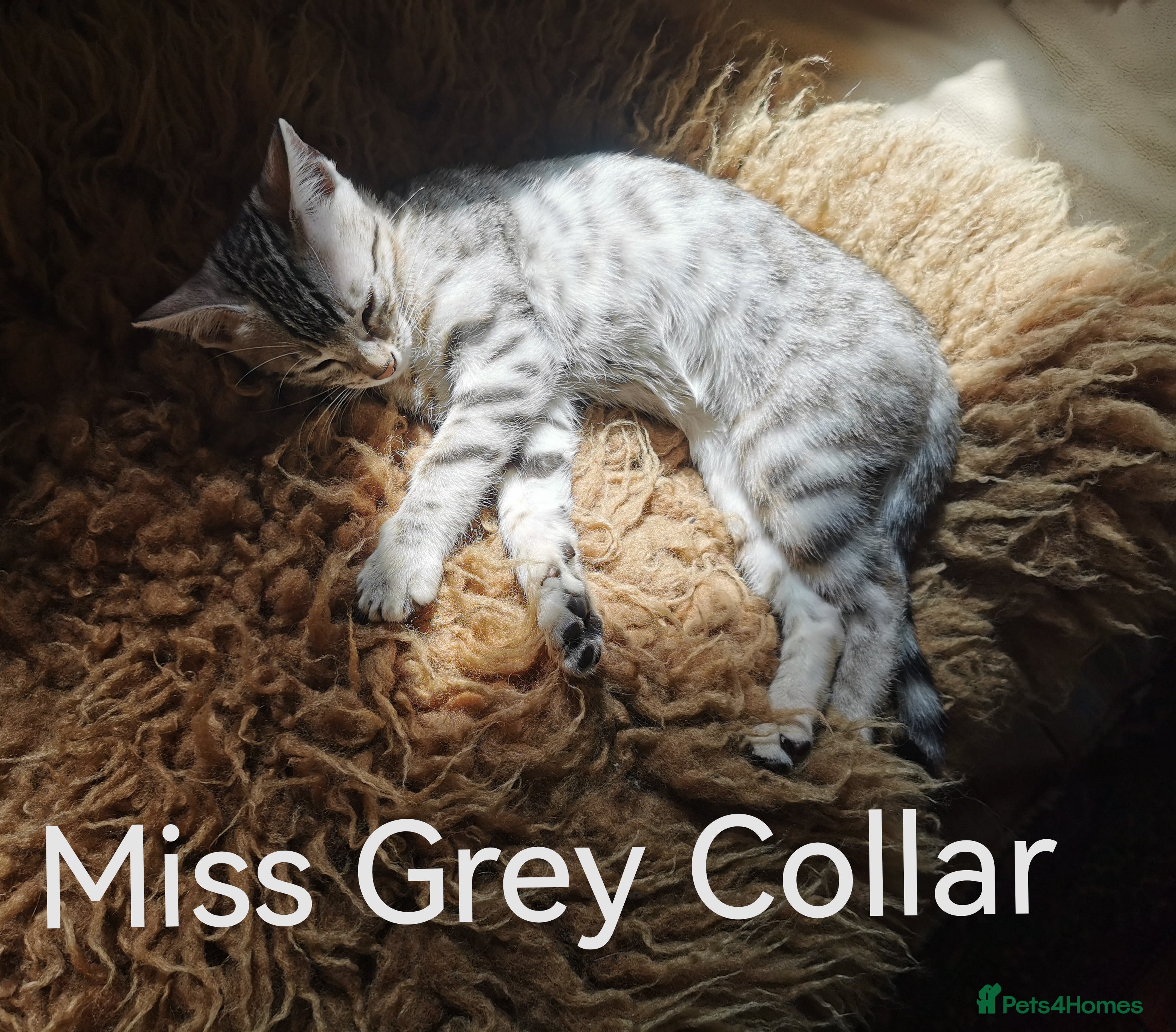 Bengal cats Beautiful Bengal Silver and Snow girls - Advert 2