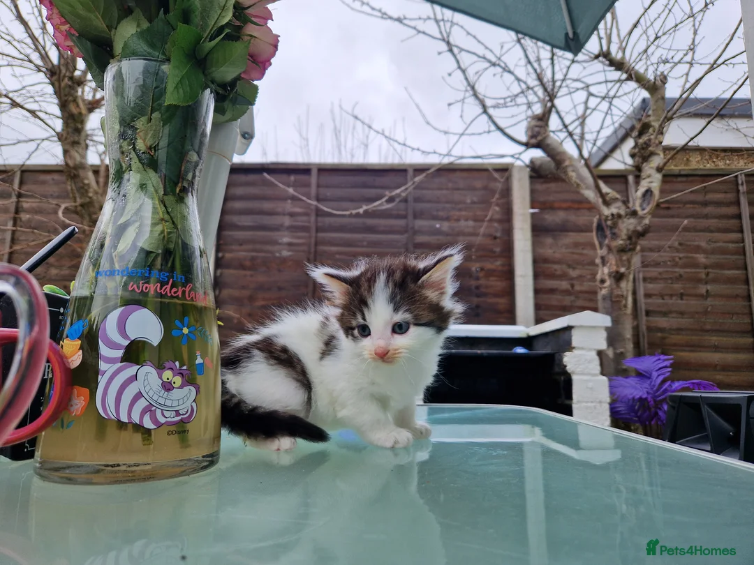 Maine Coon cats for sale: 🌼🌸BeAuTiFuL ☆😻♡ fluff¥ kiTt3n$🌻🌹  - Advert 2