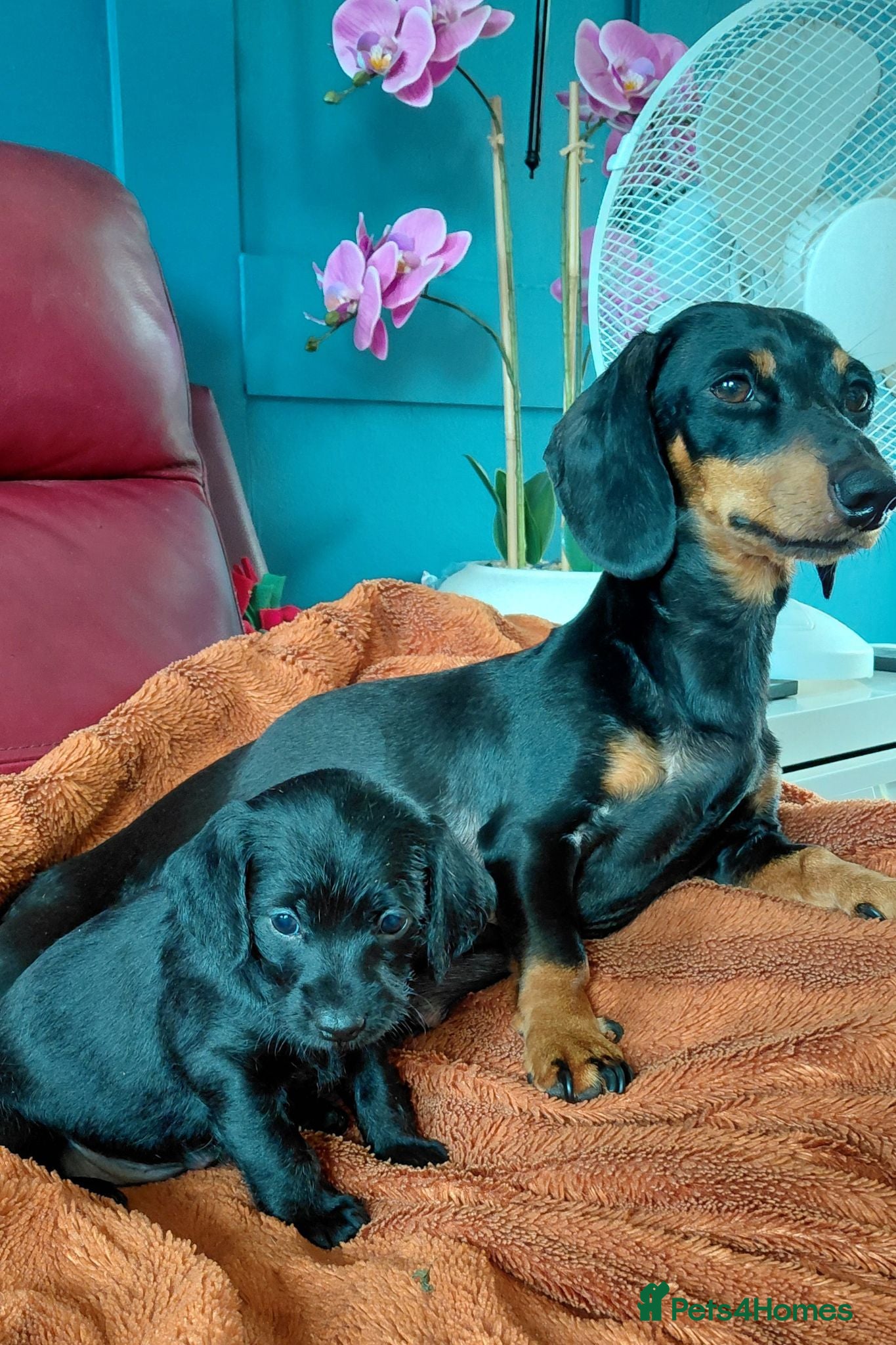 Doxiepoo dogs Doxiepoo f1 - Advert 1