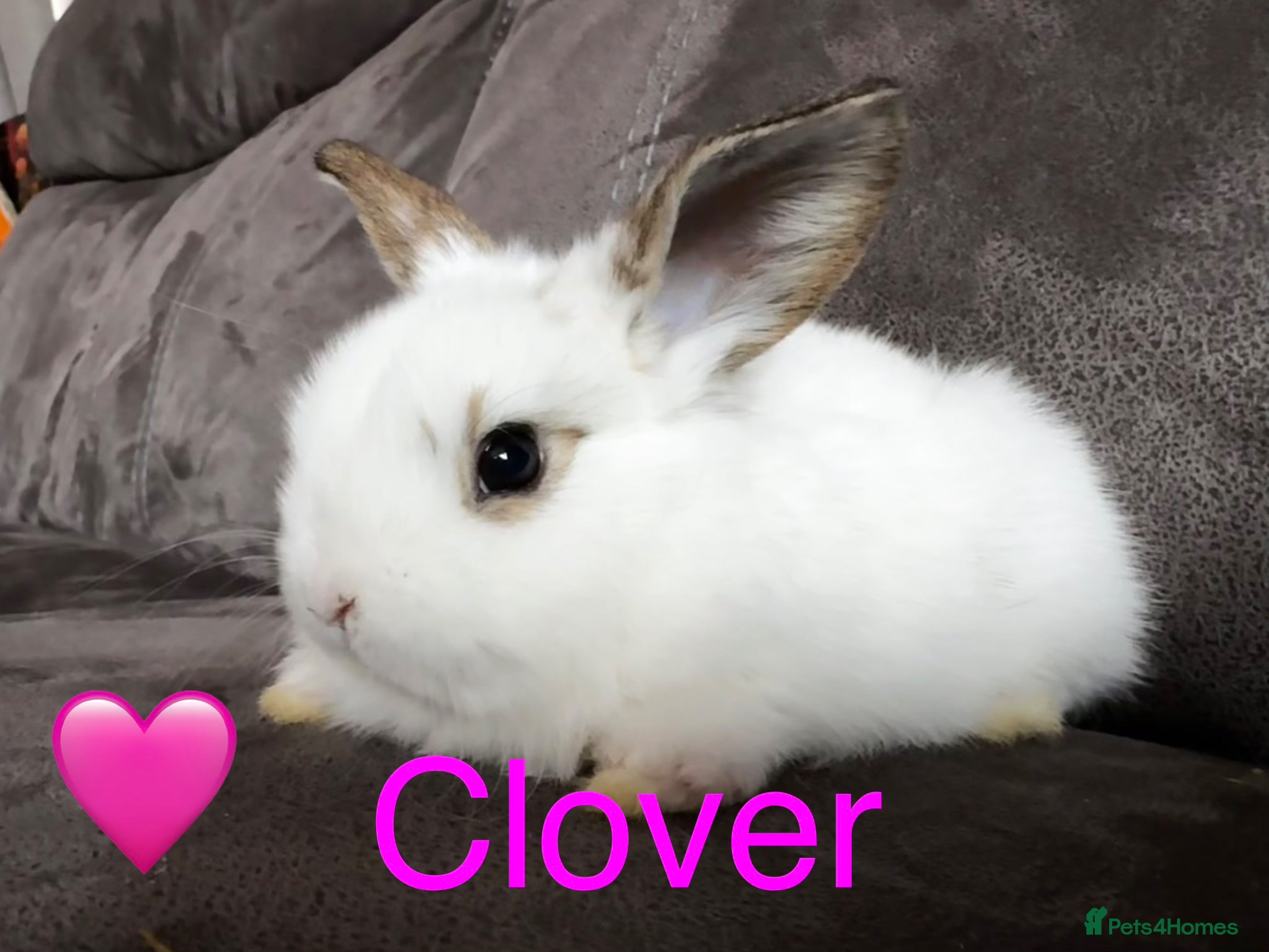 Mini Lop rabbits Beautiful Mini Lops Available to Reserve - Advert 1