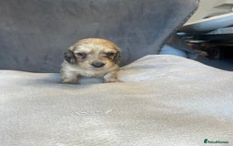 Miniature Dachshund dogs for sale: My last little man longhaired miniature dachshund in Houghton le Spring - Image 10
