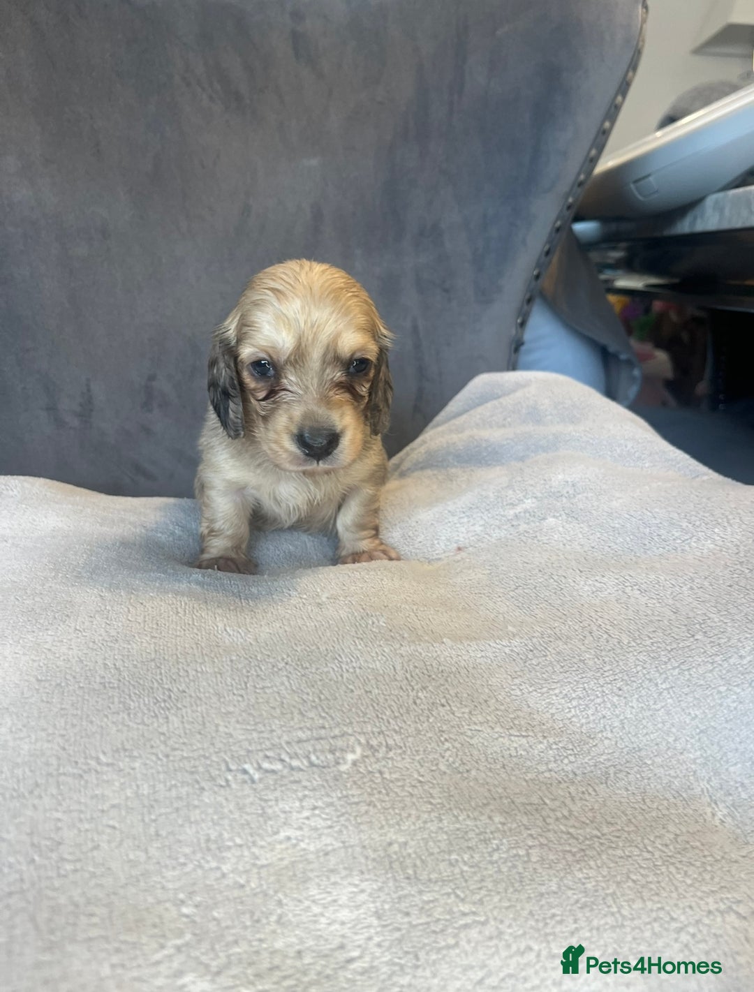 Miniature Dachshund dogs for sale: My last little man longhaired miniature dachshund in Houghton le Spring - Image 10