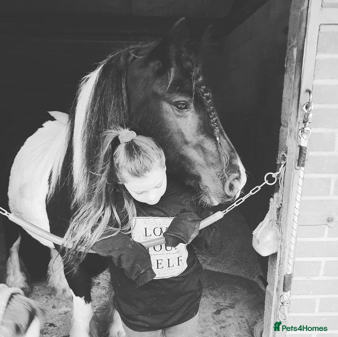 Irish Cob horses for sale: Beautiful Lexi in Gravesend - Advert 11