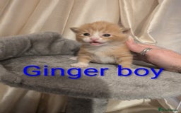 Mixed Breed cats for sale: Playful kittens  - Image 5
