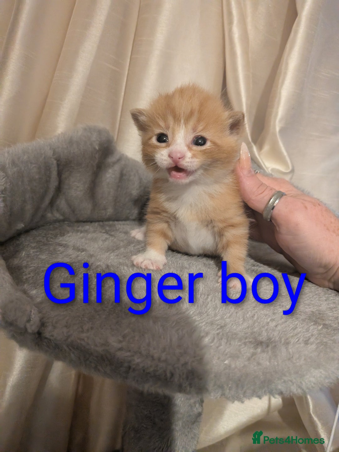 Mixed Breed cats for sale: Playful kittens  - Image 5