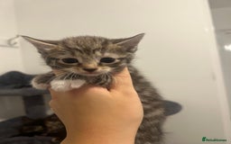 Bengal cats for sale: 7 bengal cross kittens  - Image 19