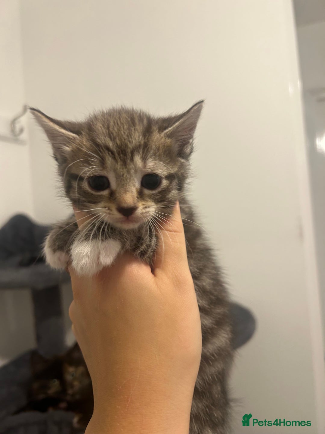 Bengal cats for sale: 7 bengal cross kittens  - Image 19