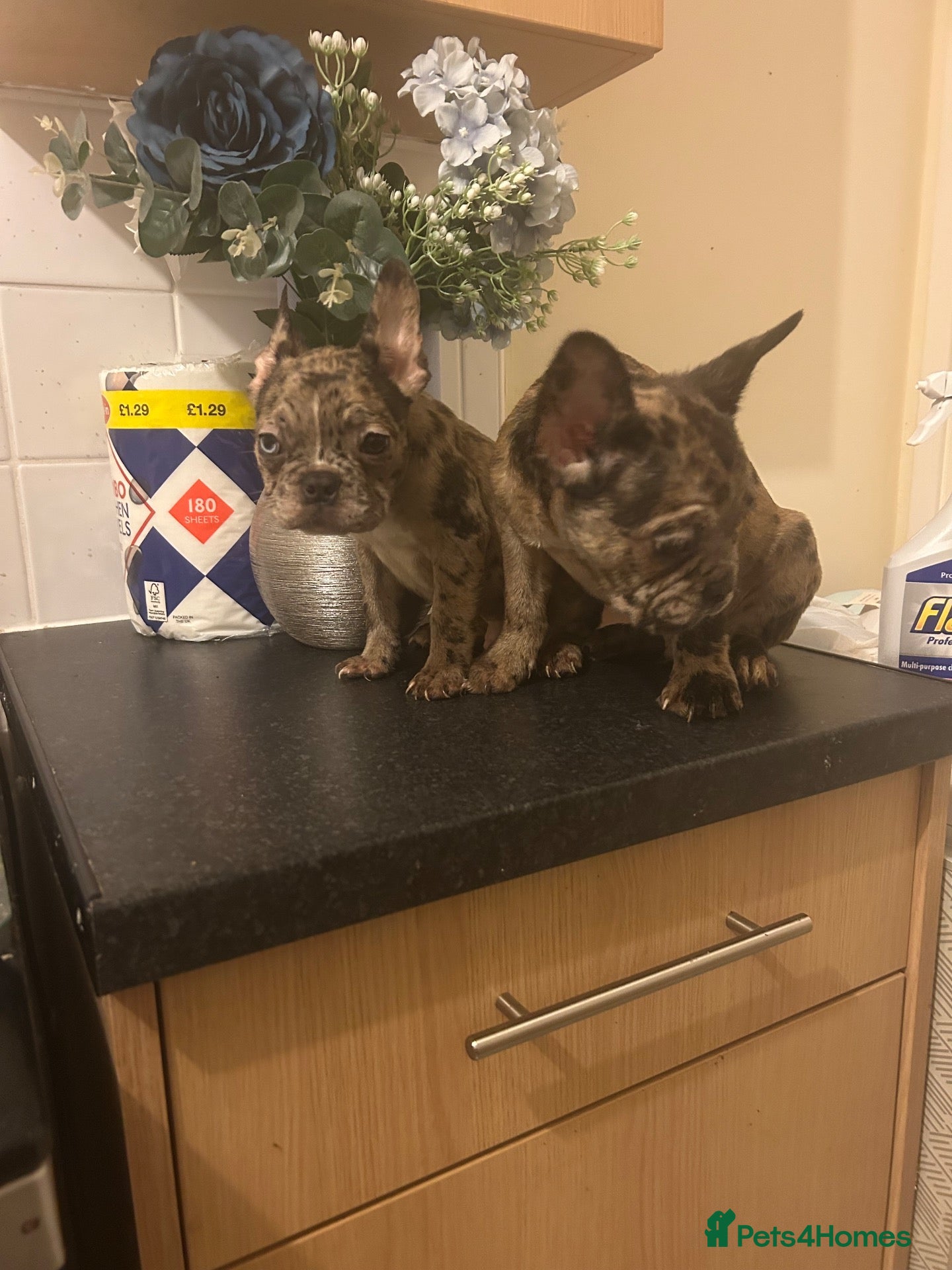 French Bulldog dogs French bulldogs for sale  - Advert 1