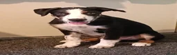 Border Collie dogs for sale: 20 WEEK BORDER COLLIE PUPPY BUDDY - Advert 3