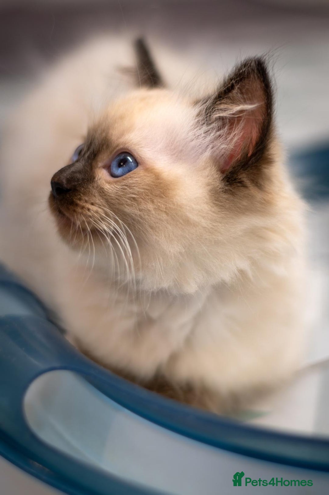 Ragdoll cats for sale: 🏅Last 2 GCCF Ragdoll kittens Ready now - Advert 30