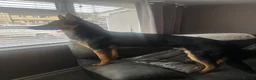 German Shepherd dogs for sale: German shepherd Male 1 year old - Advert 2