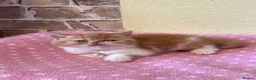 Persian cats for sale: 💕 Beautiful Kittens 💕 - Advert 18