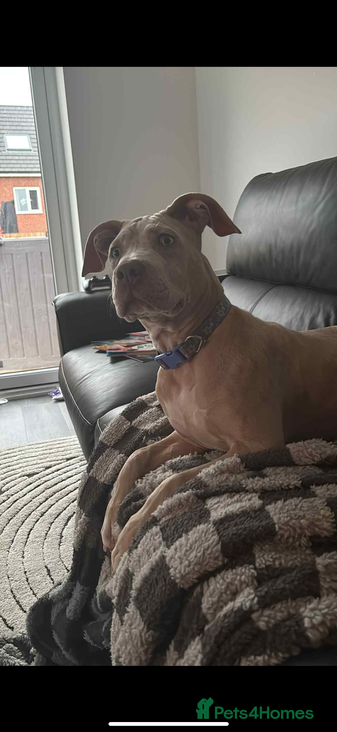 Mixed Breed dogs for sale: Kali  - Image 2