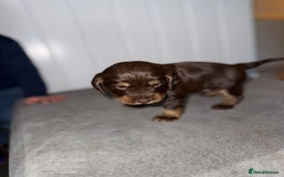 Sprocker dogs for sale: Sprocker puppies - Image 24