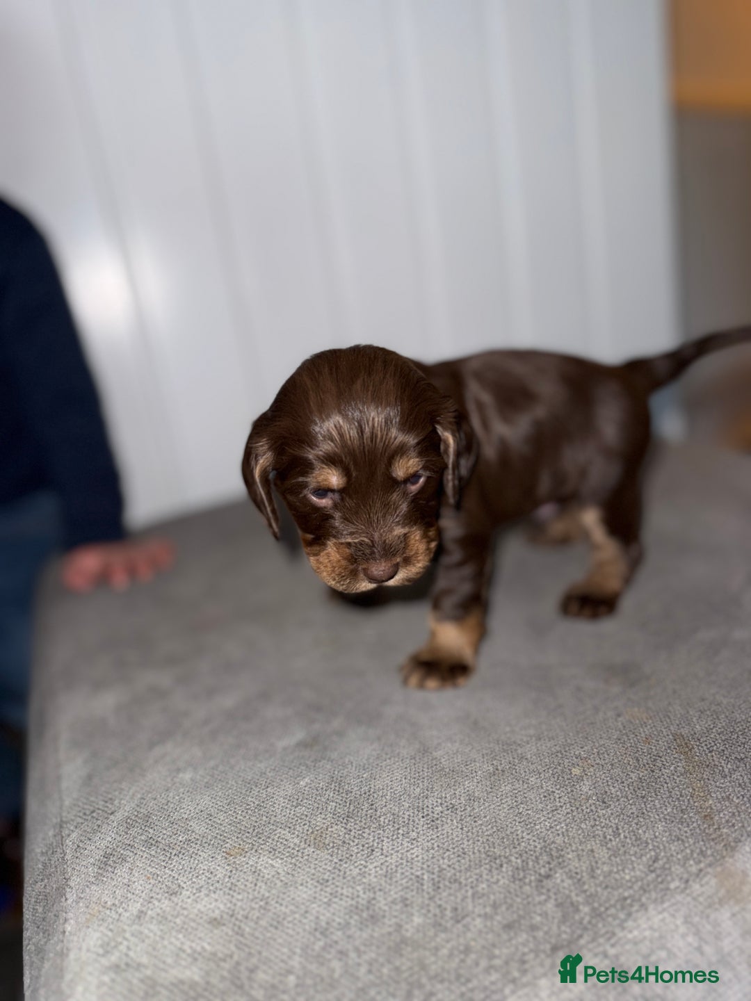 Sprocker dogs for sale: Sprocker puppies - Image 24
