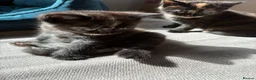 Mixed Breed cats for sale: Beautiful British x Domestic Tortie kittens - Advert 3