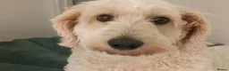 Mixed Breed dogs for sale: Honey the Cavapoochon - Advert 1