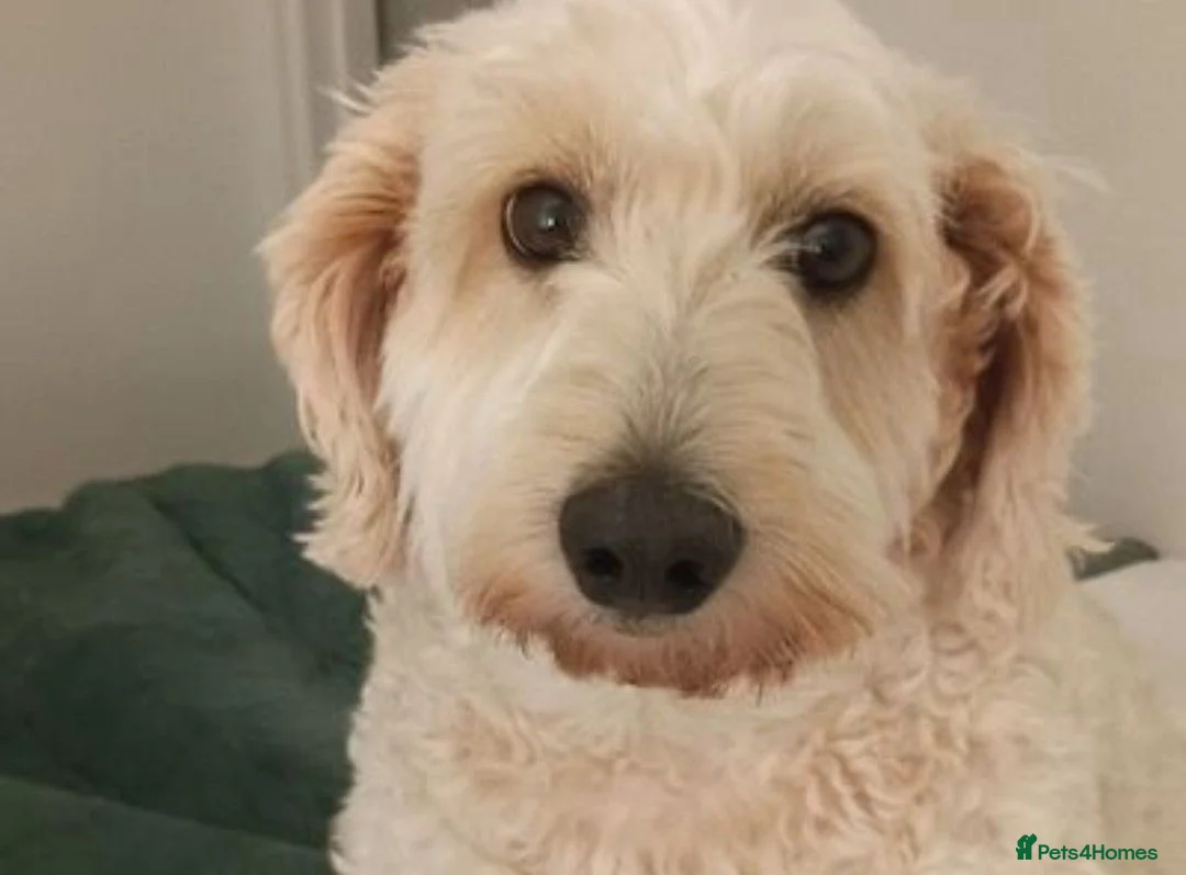 Mixed Breed dogs for sale: Honey the Cavapoochon - Advert 1